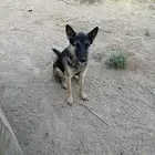 كلب بدون مقابل بشرط