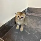 سكوتش فولد للبيع
