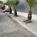 نخل واشنطن ارتفاع متر