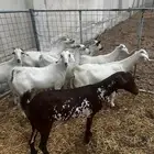 معزا بيشيات للبيع