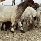 للبيع جذعان صنف مشاريع فحول