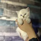 قطه سكوتش ستريت للبيع