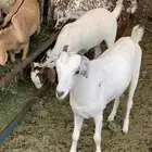 تيوس بلدي