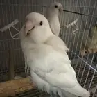 روز ألبينو زوج عيون حمر منتج سابق