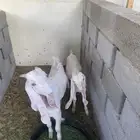 تيوس هولنديه فاخره برص عمرها 3 شهور وأكثر