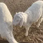 بهم حري