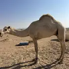 قعود للبيع حق سمين