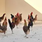 دجاج عربي اصيل ( تم البيع )