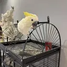 ببغاء كوكاتو