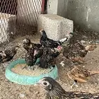 دجاج   وديوك سبرايت
