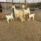 معزاء رغايث مطورات