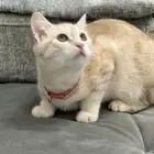 قطه تبني