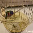 بغبغاء لوري