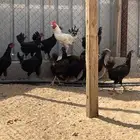 دجاج بياض