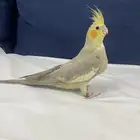للبيع فرخ كروان نهايه غر بدايه اكل كريمي محجل تم البيع