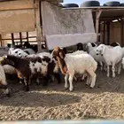 ذبائح بريه