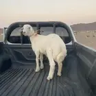 خروف ذبيحه فاخر