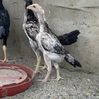 دجاج شامو ياباني