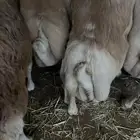 رفيديات سنهن جذع