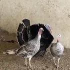طقم دجاج رومي