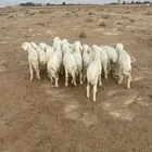بهم حري مراح واحد
