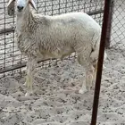 خروف حري جذع