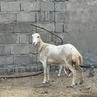 نعجه فاخرة منتوج
