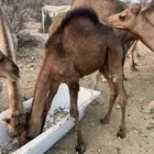قعود على الحليب