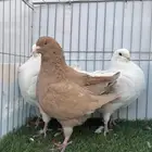 حمام كنق