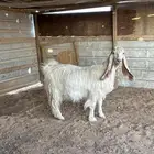 عنز دافع فاخره