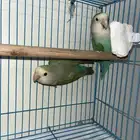 جوز روز منتج(انباع)