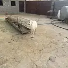 شاه رباع او سديس