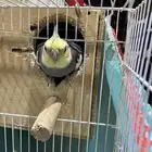 عصافير كروان