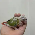 فرخ كنيور اناناس غر