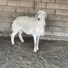 فحل حري طيب