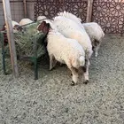 للبيع ذبايح نعيم
