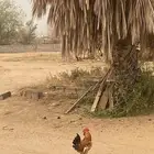 دجاجه وديك للبيع بدون الزقاقيل