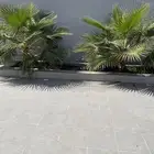 نخل واشنطني