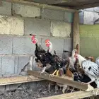 دجاج بشاير شي نظيف