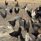 دجاج وديوك بلدي