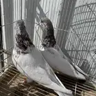 حمام باكستاني زوج لاكا