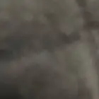 مطلوب غنم اللبيع مهله 100 راس