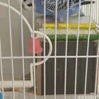 بادجي طيور الحب