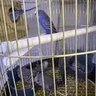 جوز أبادجي للبيع مع إنتاجه