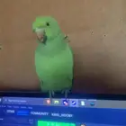 ببغاء درة