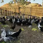 دجاج فيومي وبلدي