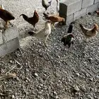 دجاج