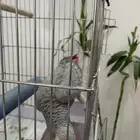 بغيغاء كاسكو اليف جدا مع الكل هدد داخلي ومتكلم