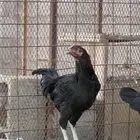 دجاج وديكه باكستاني
