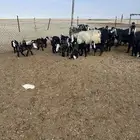 معزا متاومه